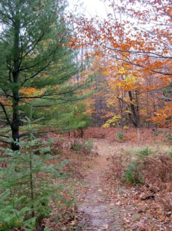 Williams Preserve Trail in the fall